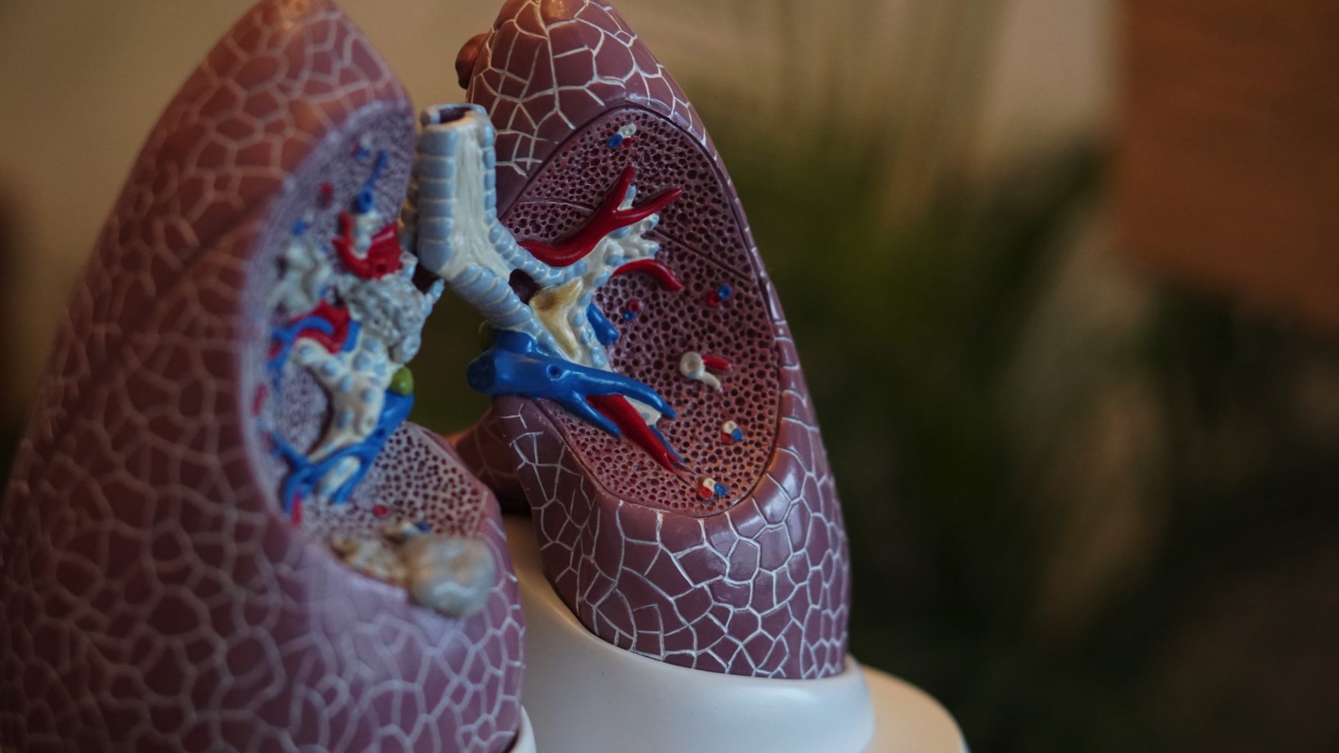 two toy lungs showing you the different veins and shapes
